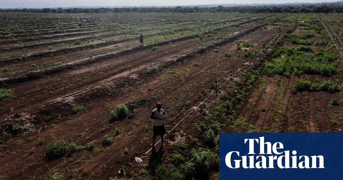Planned change to Kenya’s forest act threatens vital habitats, say activists