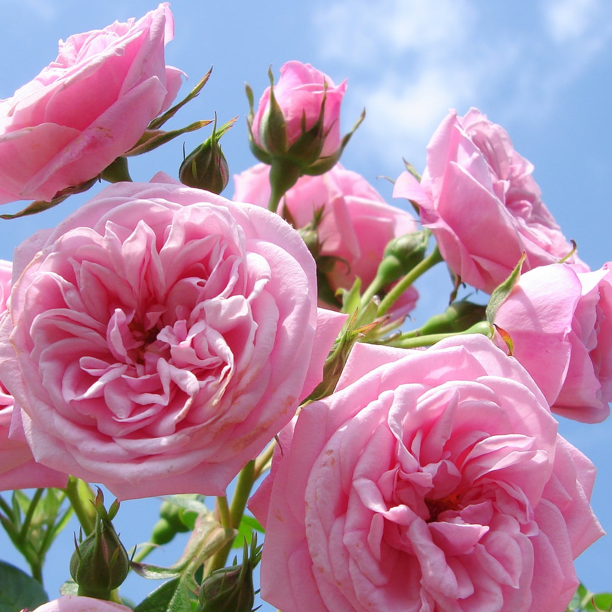 3000 Are Roses Edible Flowers