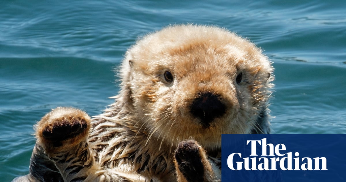Thursday news quiz: TikTok horrors, hat-trick heroes and a rescued baby otter