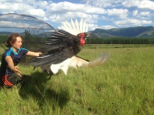 A colega de Kemp, Natasha Nel, solta um calau selvagem terrestre do sul após um exame de saúde