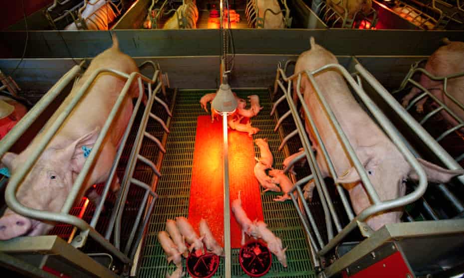 Sows in farrowing pens and their piglets. Photograph: Andia/Getty Images