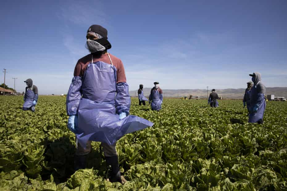 Farm workers maintain a safe distance while working a field in Greenfield, California. 