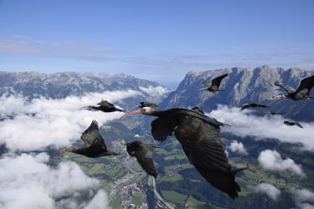 Birds fly through cloud with mountains behind them