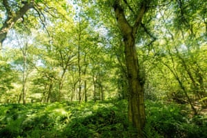 The ancient Broadwells Wood, Warwickshire, from where soil will be taken to try to establish new habitats on the HS2 railway line. Conservationists have criticised the 'translocating' of seeds, insects, larvae and fungi found in the earth and tree stumps.