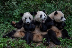 Chengdu, China. Pandas gigantes na base de pesquisa de Chengdu