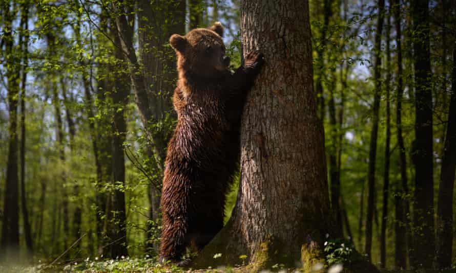 One of the brown bears recently moved from Kyiv in its new home at the Bear Sanctuary Damazhyr in Lviv, Ukraine.