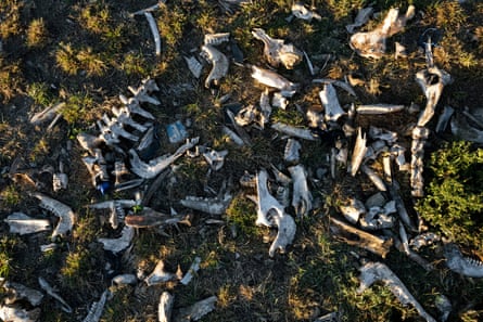 A pile of old bones near the site where Abbas feeds the hyenas