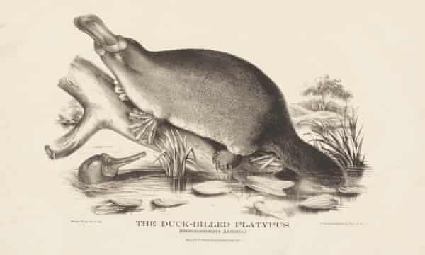 The Duck-billed Platypus, from The Mammals of Australia by Helena Forde and Harriet Scott, 1869