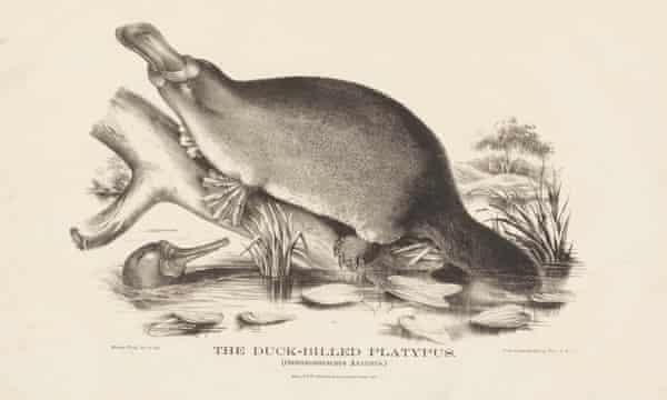 L'ornithorynque à bec de canard, un mammifère d'Australie par Helena Ford et Harriet Scott, 1869