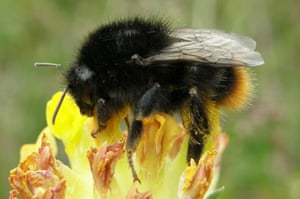 Bombus ruderarius (red-shanked carder bee) pictured on kidney vetch flower.