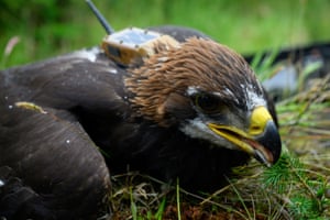 An eaglet