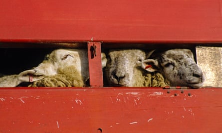 Sheep being exported