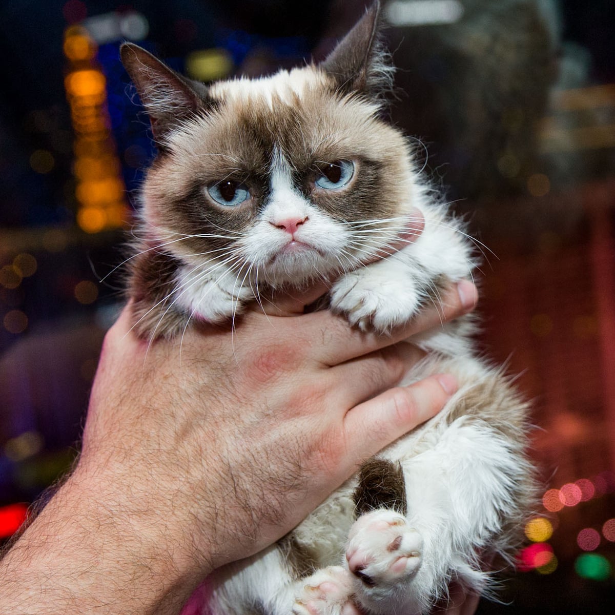 Cat Owners Vs Dog Owners Meme: Who Wins the Internet?