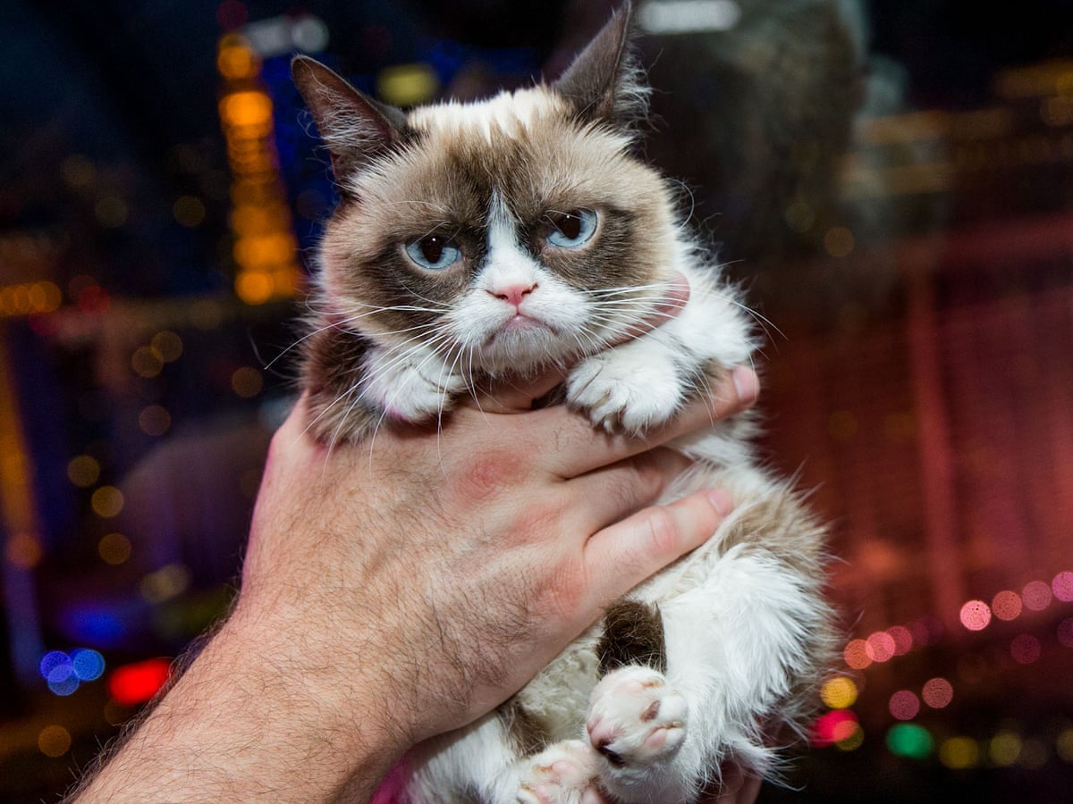 Smile Grumpy Cat Wins 500 000 Over Copyright Breach Cats The