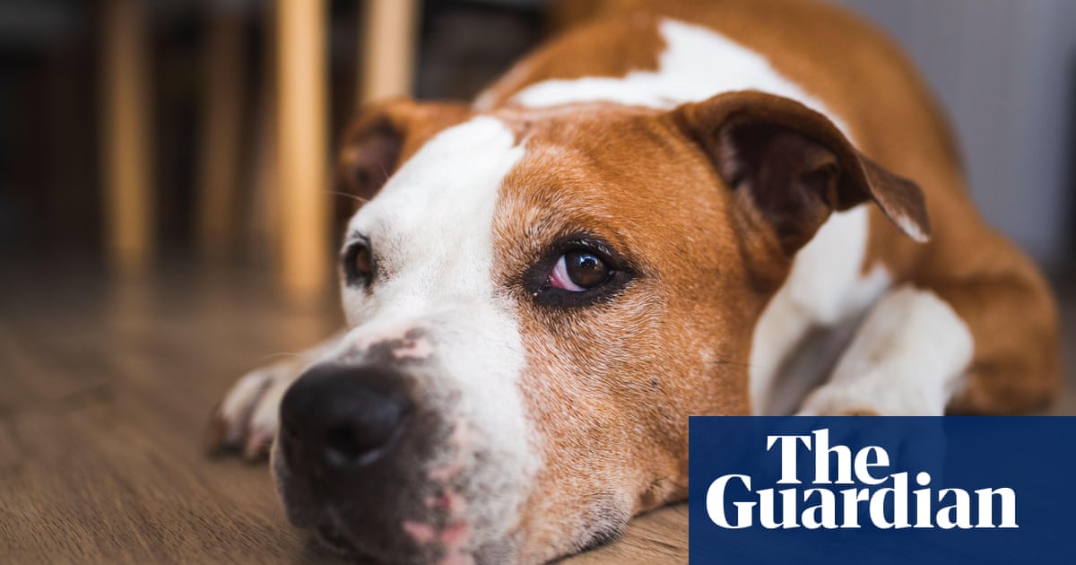 Dogs’ risk of canine dementia rises by more than 50% each year, study finds