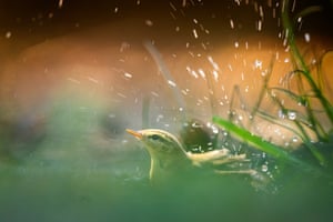 Um pequeno pássaro sacode as gotas de água