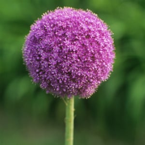 Saber arbustos: un idiota guía para el reconocimiento de plantas 1 Purple reign: an allium in full bloom.