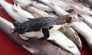 A rare yellow-eyed penguin found dead in the net of a fishing trawler.