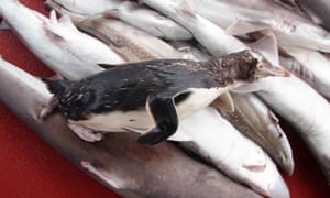 A rare yellow-eyed penguin found dead in the net of a fishing trawler.