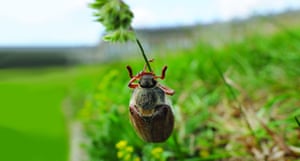 Bath, UK: A Maybug climbs up a grass stem at the Royal Crescent complex