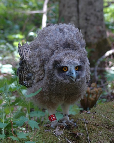 Fledgling Blakiston’s fish owl on the island of Hokkaido.