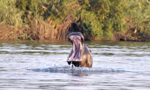 Yawning or warning? We didn’t hang around to find out. Taken on a wonderful safari trip to Botswana in August.