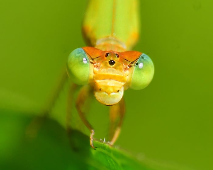 Week in wildlife: a flying rodent, a duty-free possum and an emerald viper