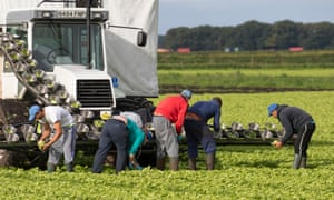 EU migrant workers harvesting lettuce in West Lancashire.