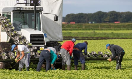 EU migrant workers harvesting lettuce in West Lancashire