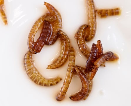 Mealworms flavoured with aniseed