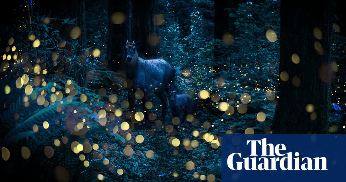 Deja que brille: luciérnagas iluminando los bosques japoneses – en imágenes | Arte y diseño Deja que brille: luciérnagas iluminando los bosques japoneses – en imágenes | Arte y diseño