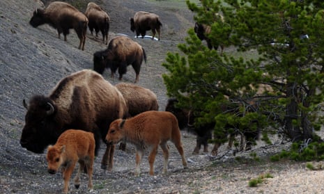 American Bison (also known as Buffalo) and their calves forage for food at Yellowstone National Park, Wyoming on June 1, 2011. 