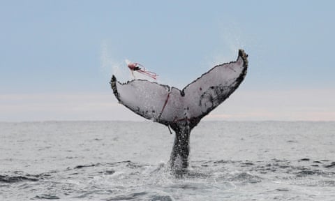 The kindest cut: the Australians fighting to save humpback whales tangled  in fishing nets, Whales