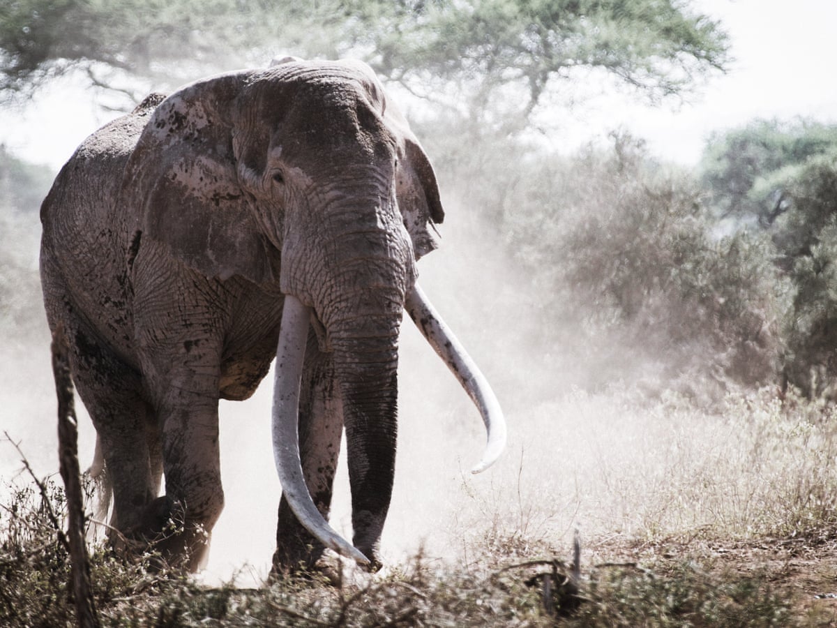 If We Stopped Poaching Tomorrow Elephants Would Still Be In Big Trouble Africa The Guardian If We Stopped Poaching Tomorrow Elephants Would Still Be In Big Trouble Africa The Guardian
