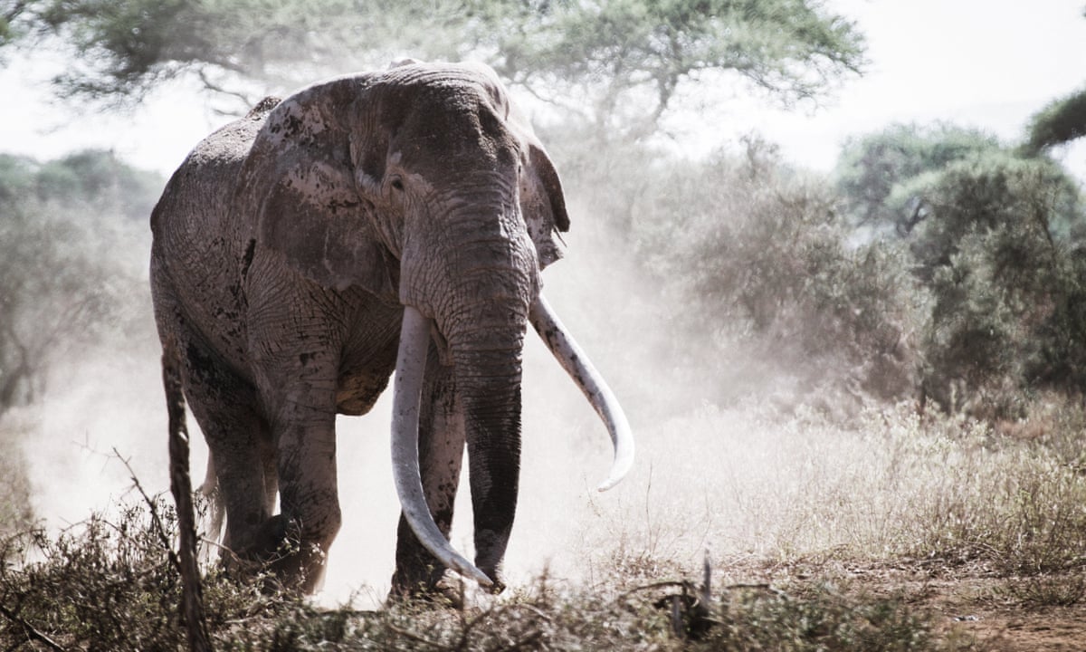 If We Stopped Poaching Tomorrow Elephants Would Still Be In Big Trouble Africa The Guardian If We Stopped Poaching Tomorrow Elephants Would Still Be In Big Trouble Africa The Guardian