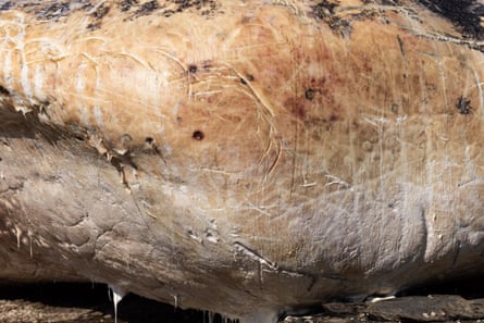 Close up of whale carcass