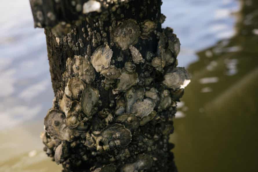 Oysters grow in the waterway that the Virginia health department shut down in January 2021 after a wastewater line break spilled sewage into the James River.