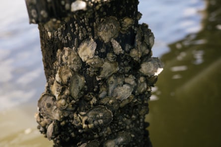Oysters grow in the waterway that the Virginia health department shut down in January 2021 after a wastewater line break spilled sewage into the James River.