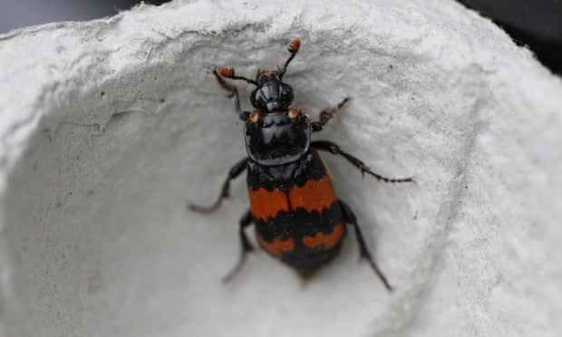 Nicrophorus investigator, a type of banded burying beetle