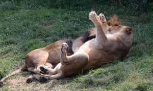 The lioness Dana, who tested positive for coronavirus, is suffering from fever, a cough and loss of appetite.