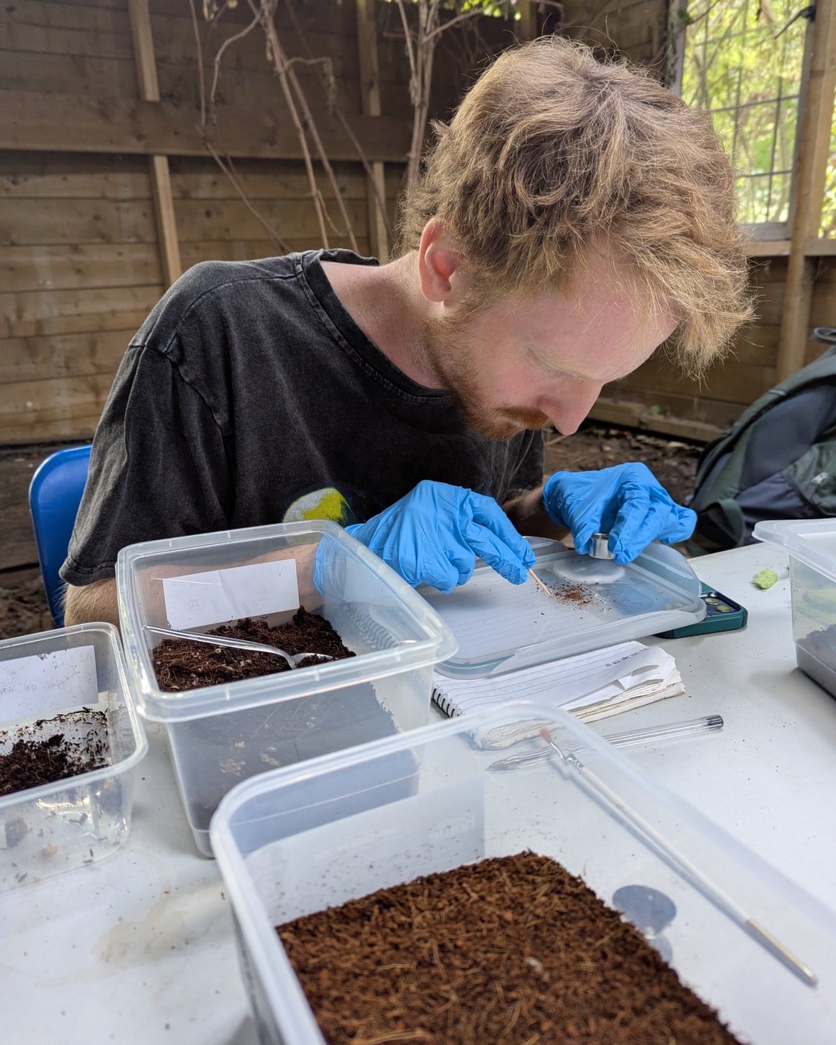 Cooper, wearing blue medical gloves, is closely studying the brown larvae on an upturned tupperware lid