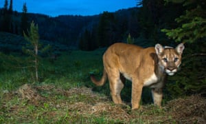 A cougar.
