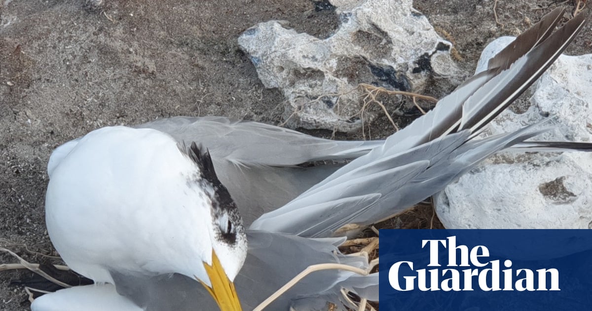 ‘We expected it, but now it’s here’: on the frontline of Australia’s bird flu outbreak, people are distressed