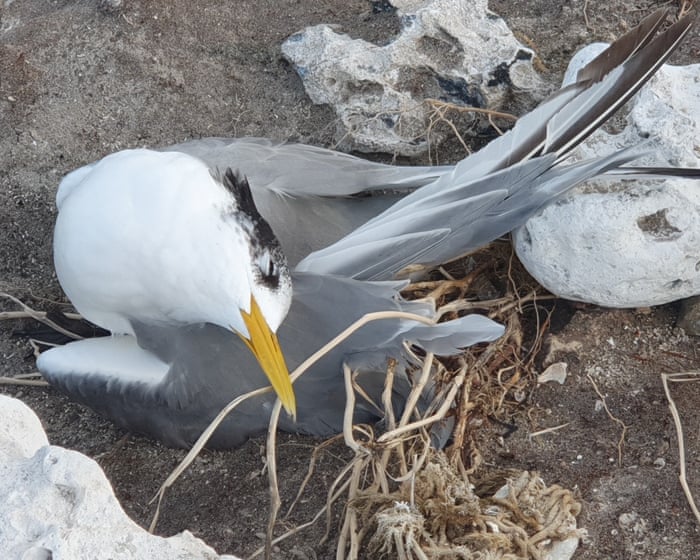 More than 1,000 birds found dead in three mass mortality events amid ‘significant’ H5 escalation in Australia