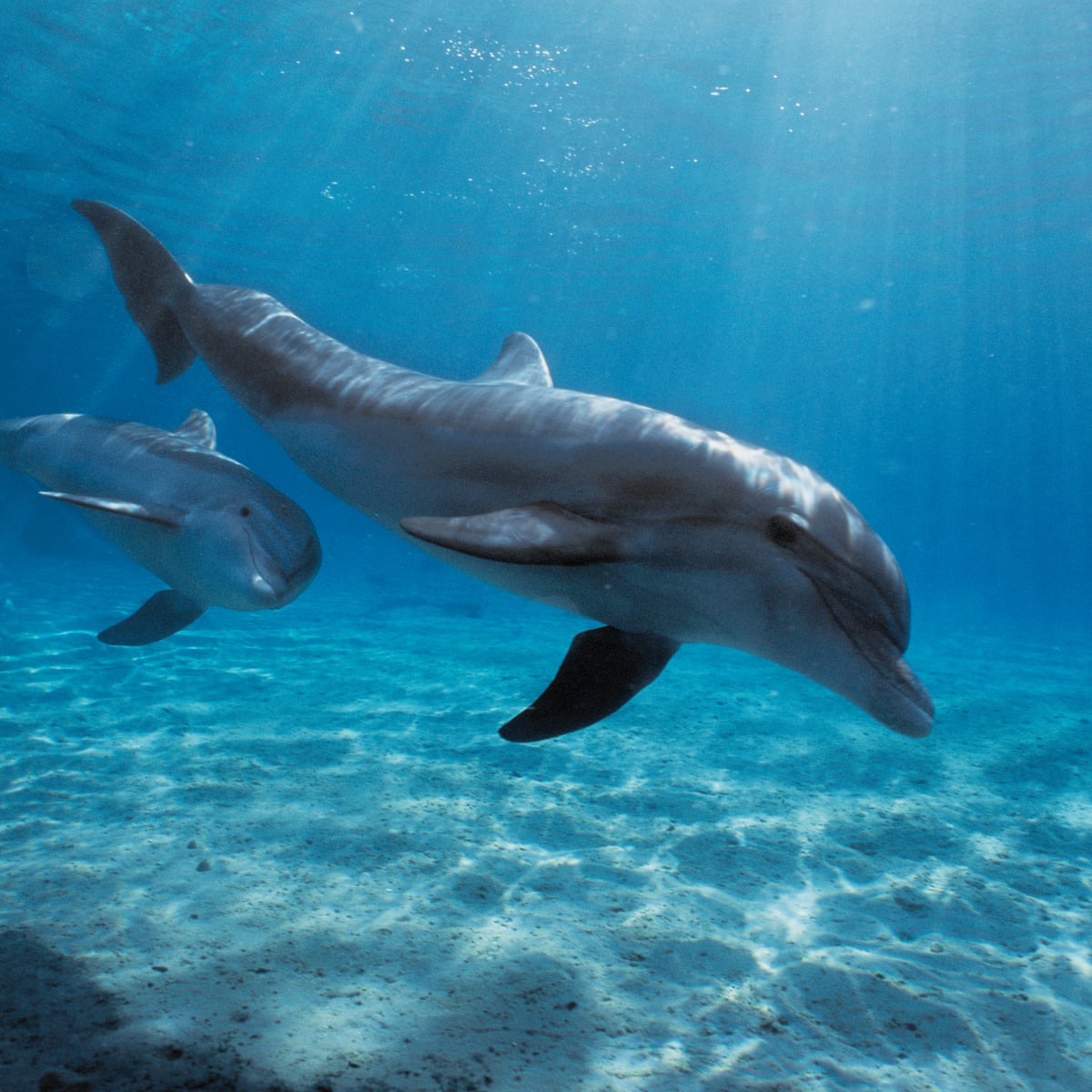 Bottlenose dolphins giving England the fins up all year round, research shows | Dolphins | The Guardian
