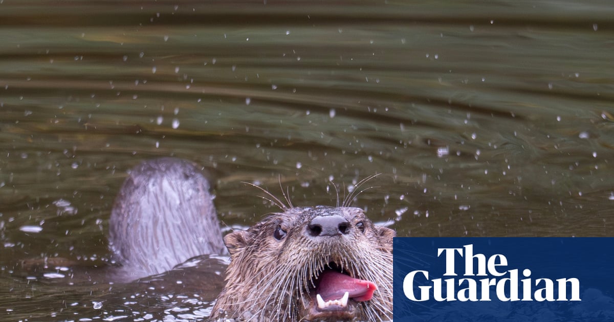 Otters may be back in the Bronx River, but it’s still legal to kill them in New York state | Letter