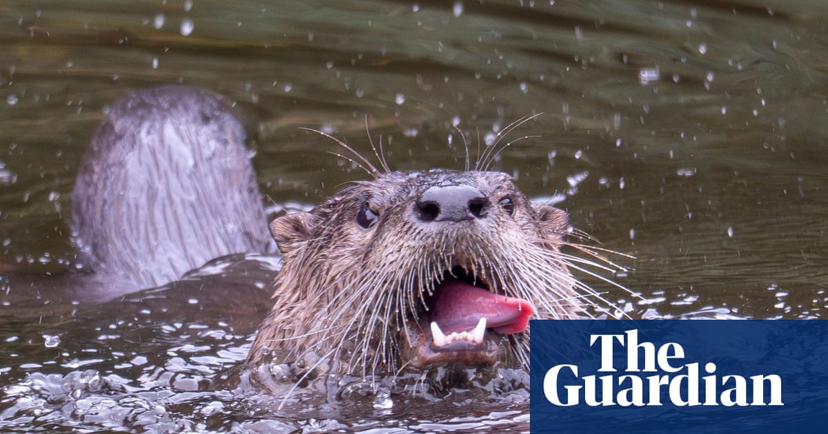 US woman gets 38 stitches after being bitten by otter in Lake Tahoe