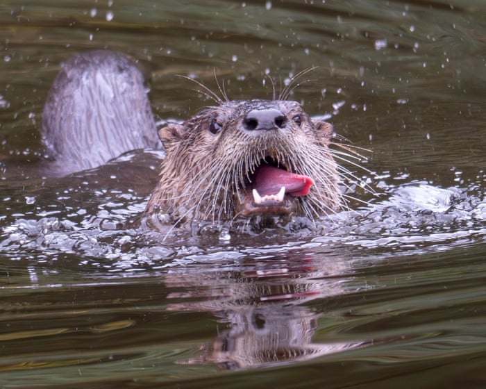 US woman gets 38 stitches after being bitten by otter in Lake Tahoe