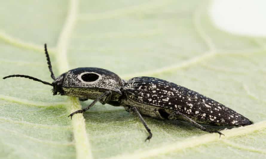 Click beetle on green leaf