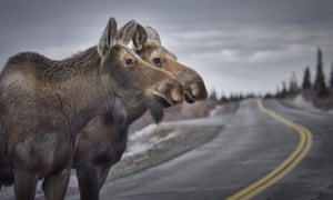 Moose Anatomy Neck